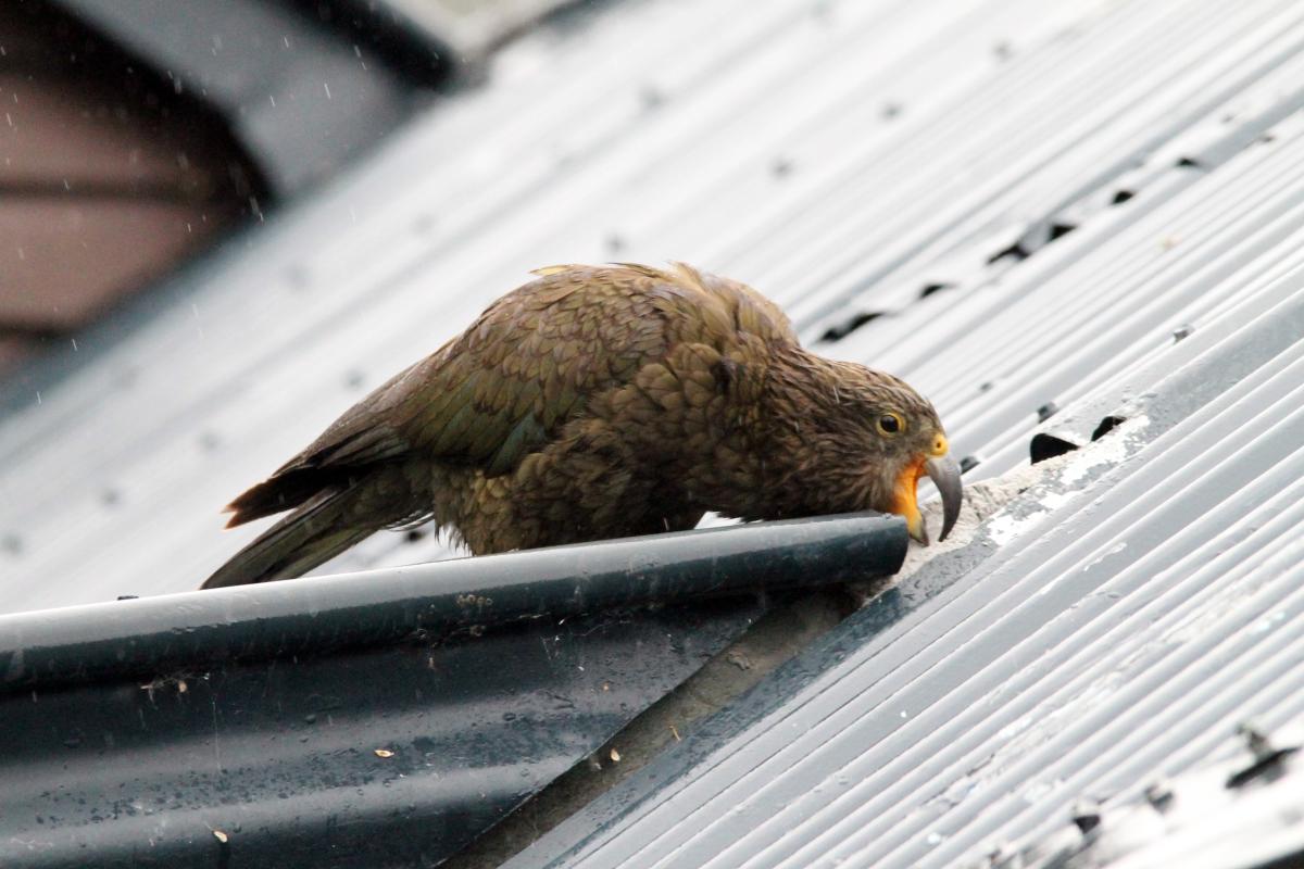Kea (Nestor notabilis)